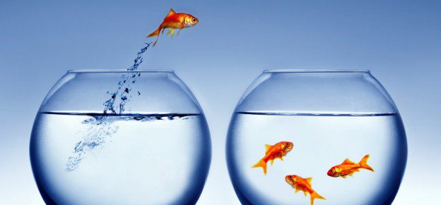 migration-fish.png